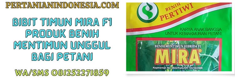 mira f1,mentimun mira,unggul,petani,benih